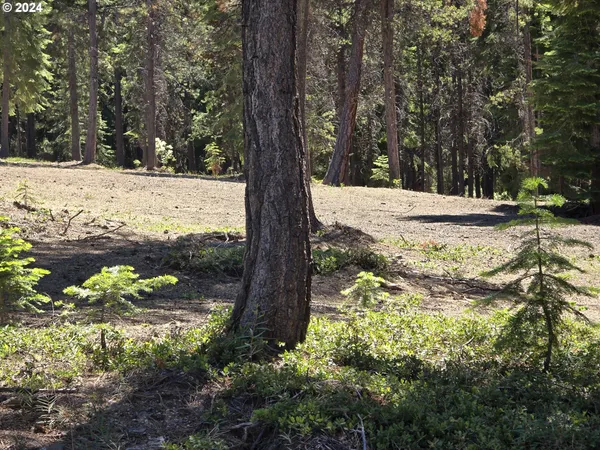 a view of a yard with trees