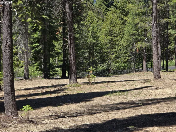 a view of a yard with trees