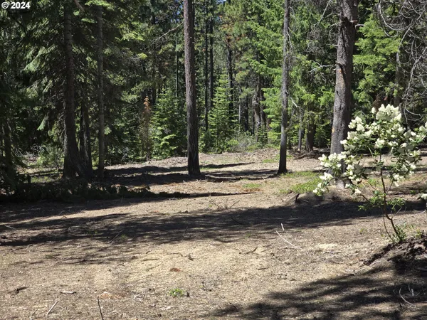 a view of a yard with trees