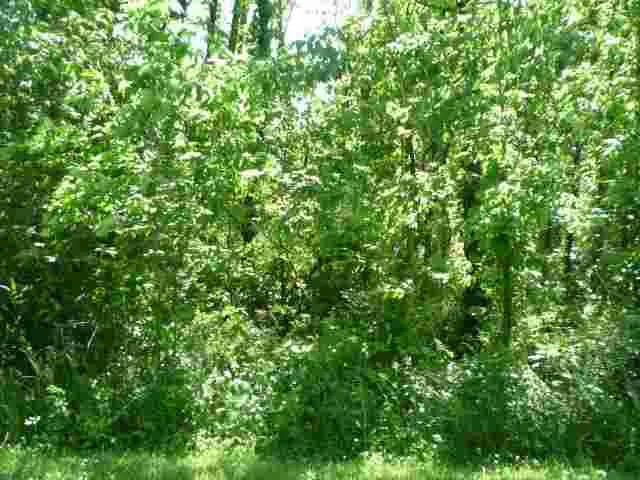 $35,000 | Lot 22 Lakewood, Vincennes, IN 47591