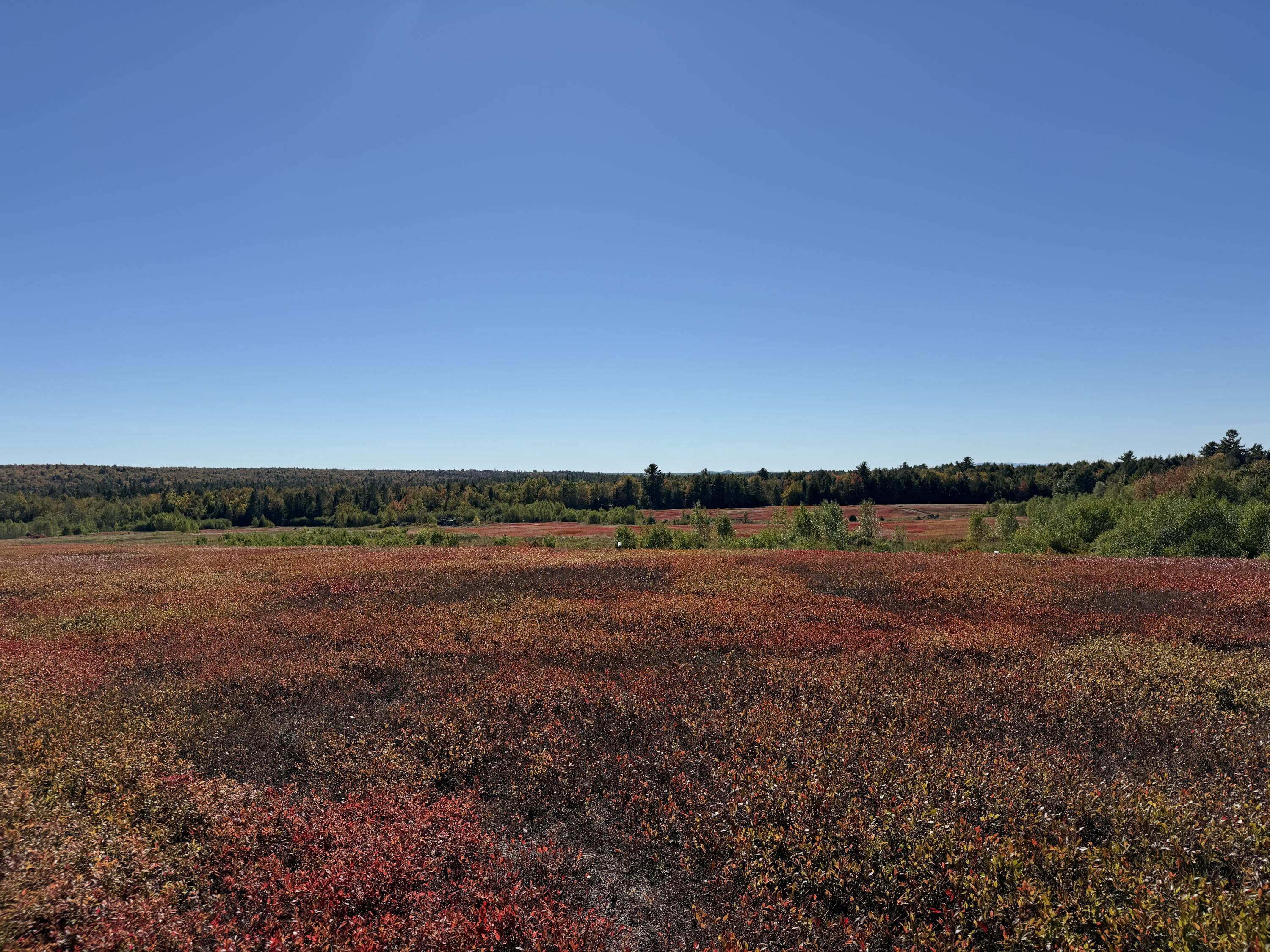 Map19-lot28 Leach Road Penobscot, ME 04476 - Photo 9 of 21 MAP 19 LOT 28