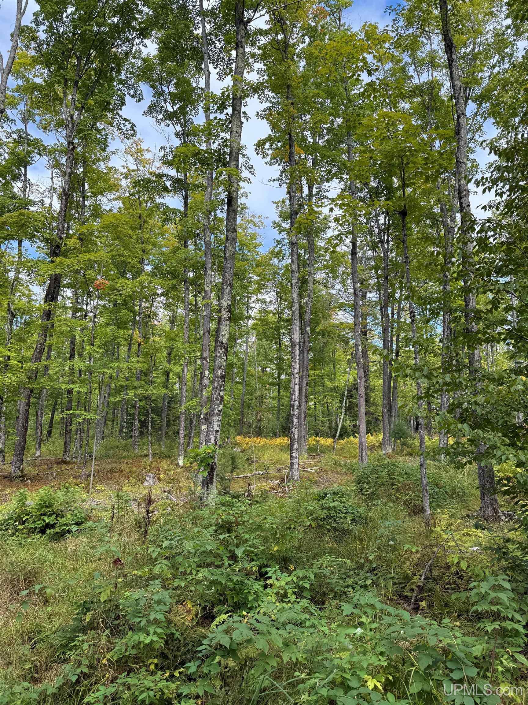 Tbd Kiviranta Road Pelkie, MI 49958 - Photo 12 of 19