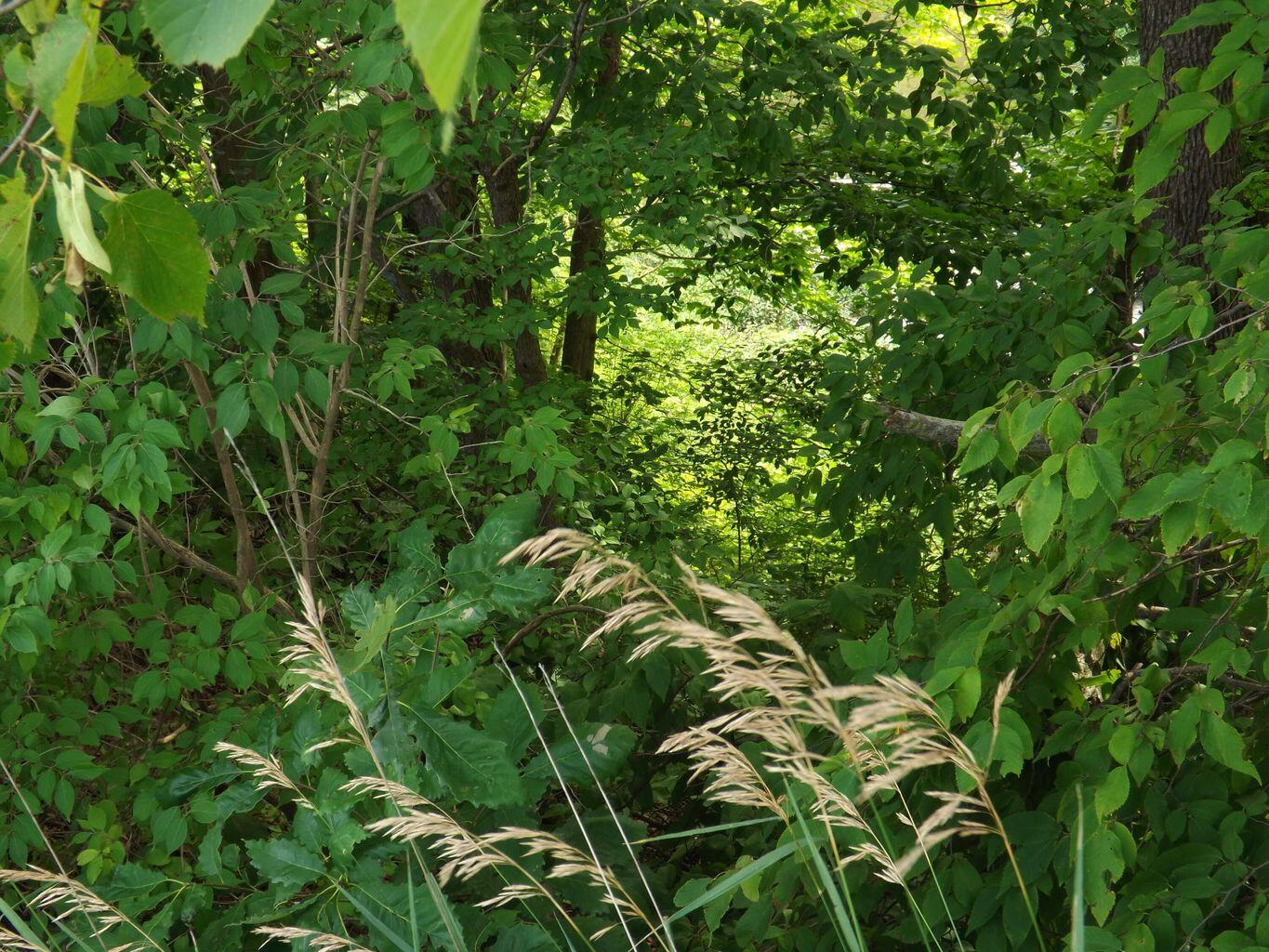 0 Fetters Road Bradford, OH 45308 - Photo 49 of 56