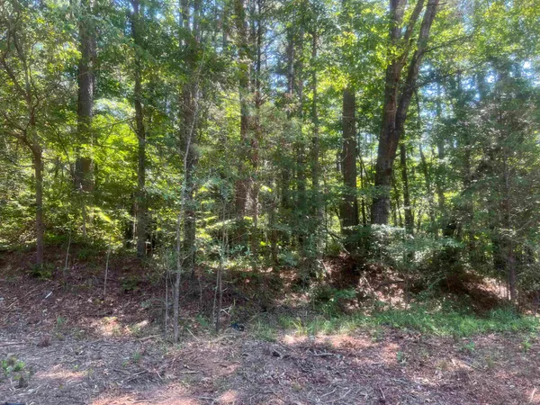 a view of a forest that has large trees
