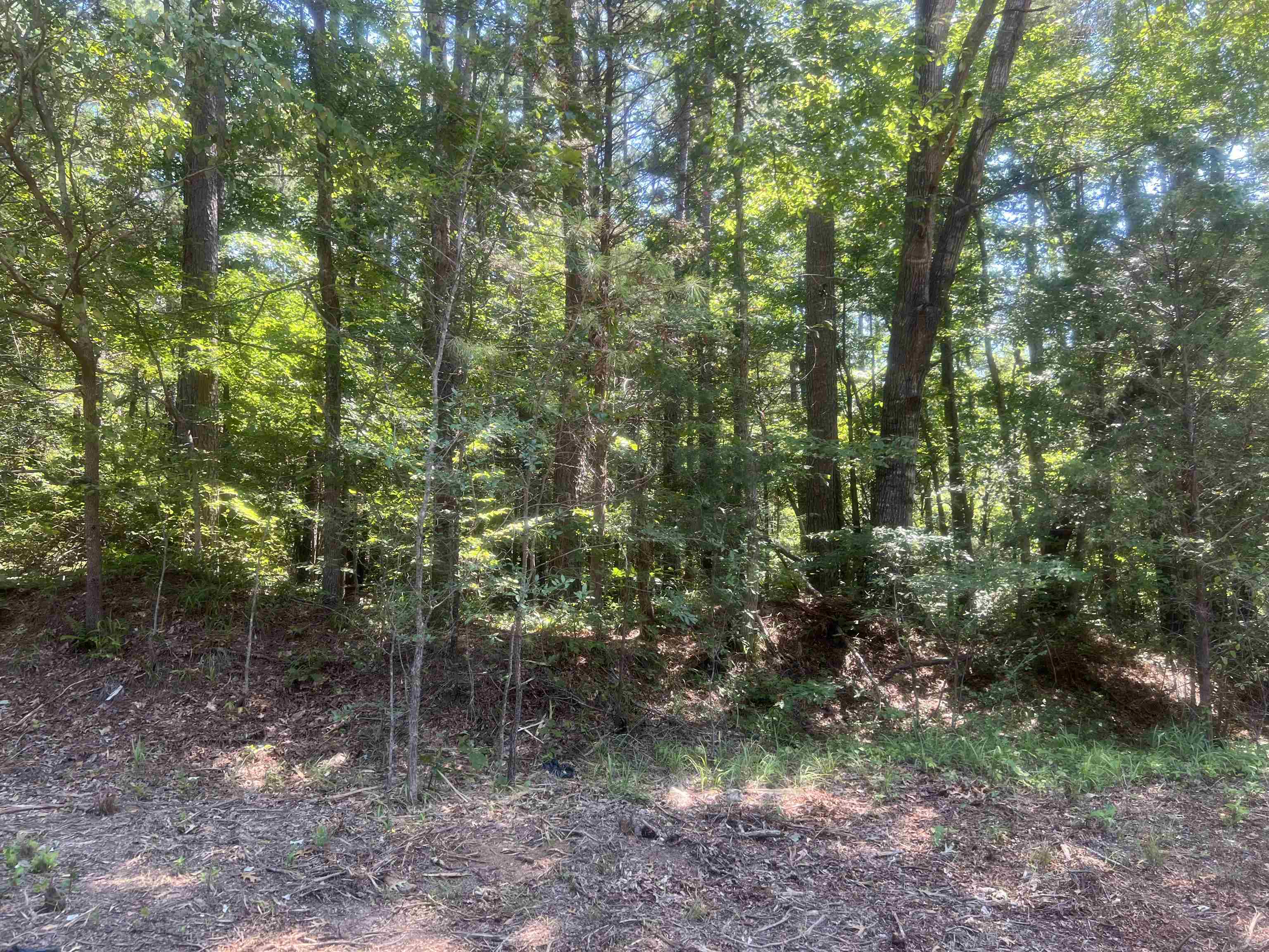 View of wooded area