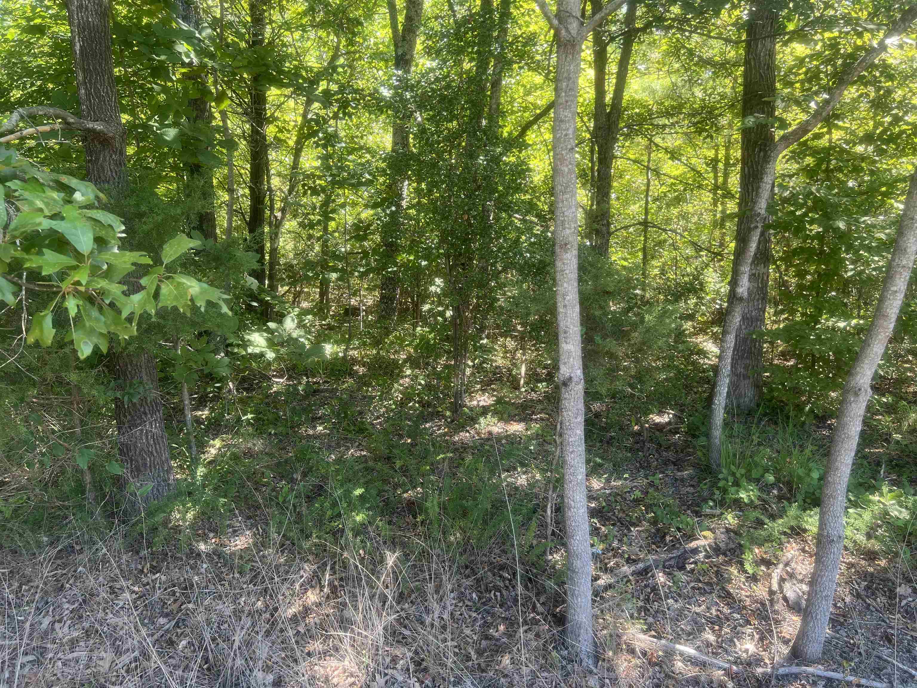 Big Springs Road Medon, TN 38356 - Photo 3 of 5 View of woods
