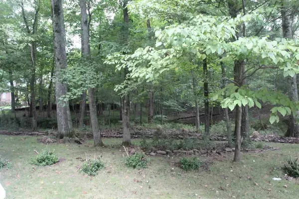 a view of a forest