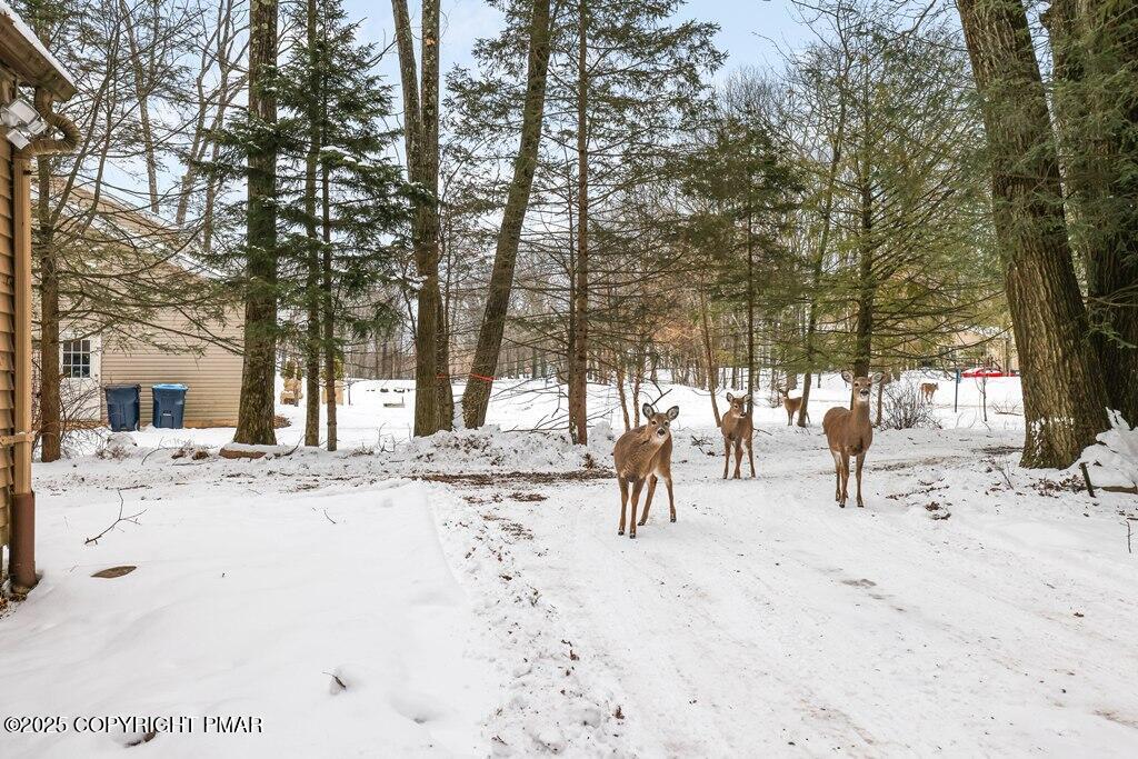 3280 Red Run Road Pocono Summit, PA 18346 - Photo 30 of 35 Nature greets you at the door