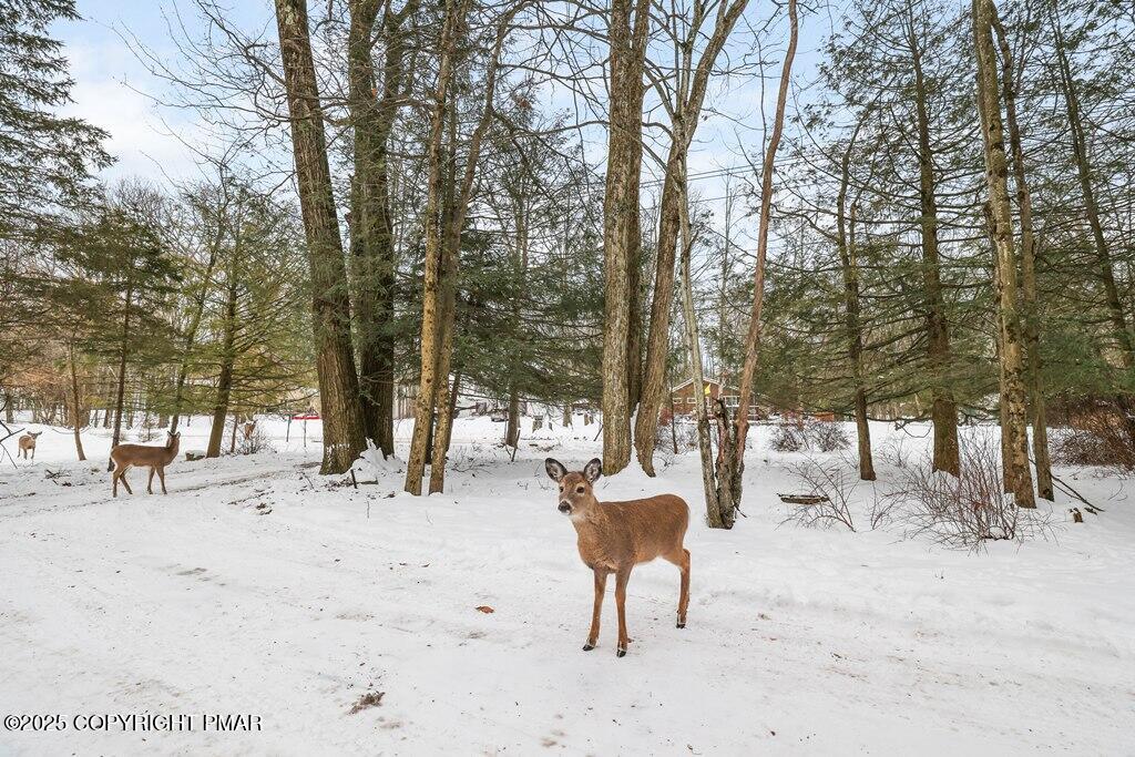 3280 Red Run Road Pocono Summit, PA 18346 - Photo 31 of 35 nature