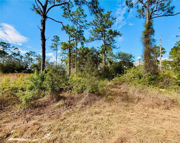 a view of a garden with a tree
