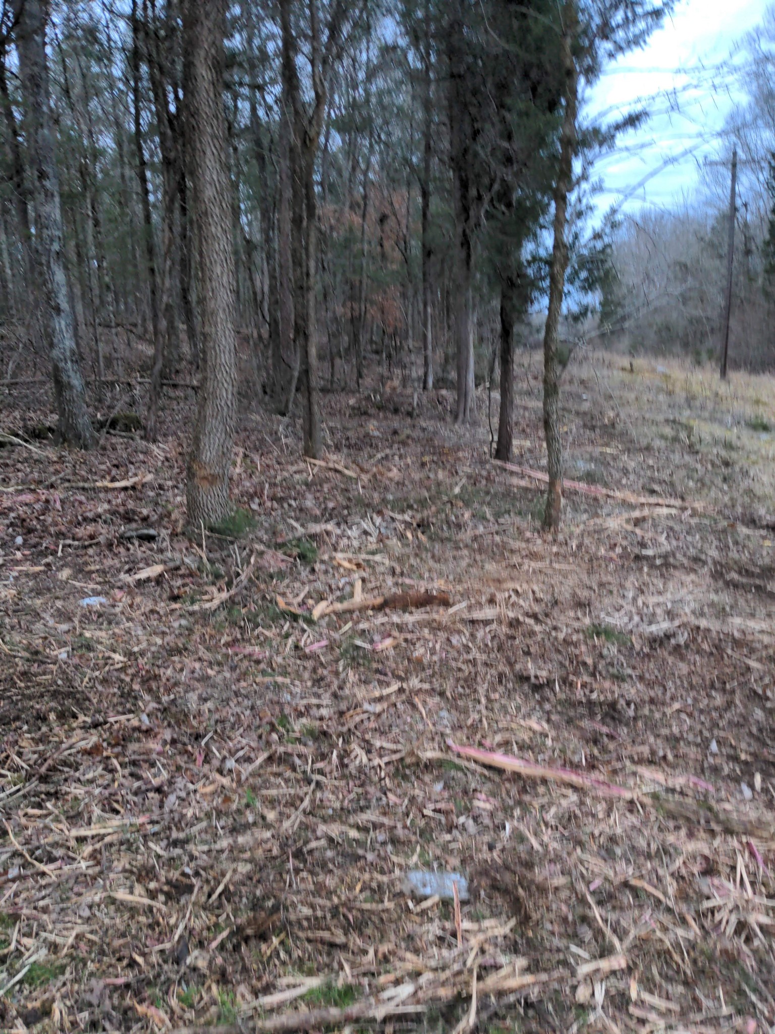 348 Rehobath Road College Grove, TN 37046 - Photo 3 of 3 Gallery Image 3