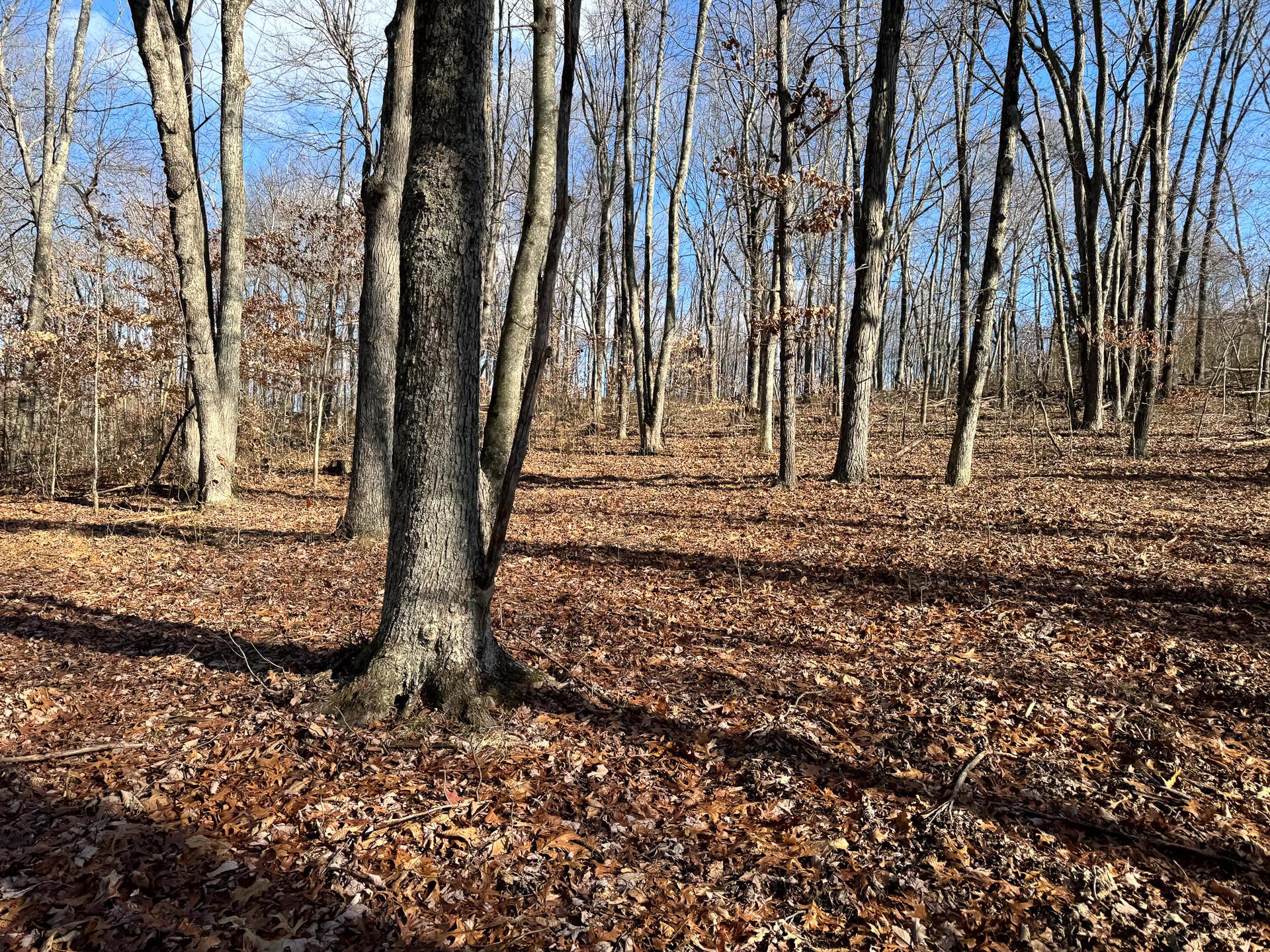 286 Golf Course Road, Unit TRACT 7 SKYLINEACRES) Waverly, OH 45690 - Photo 6 of 46 CT-6