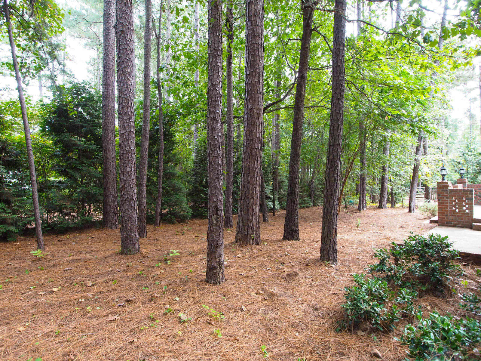 860 Burning Tree Road Pinehurst, NC 28374 - Photo 29 of 31 yard1