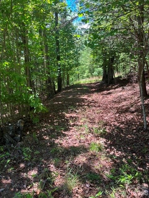 Lot 17-4 North Coast Dr Mill Spring Mill Spring, NC 28756 - Photo 7 of 14 a view of a forest with trees in the background