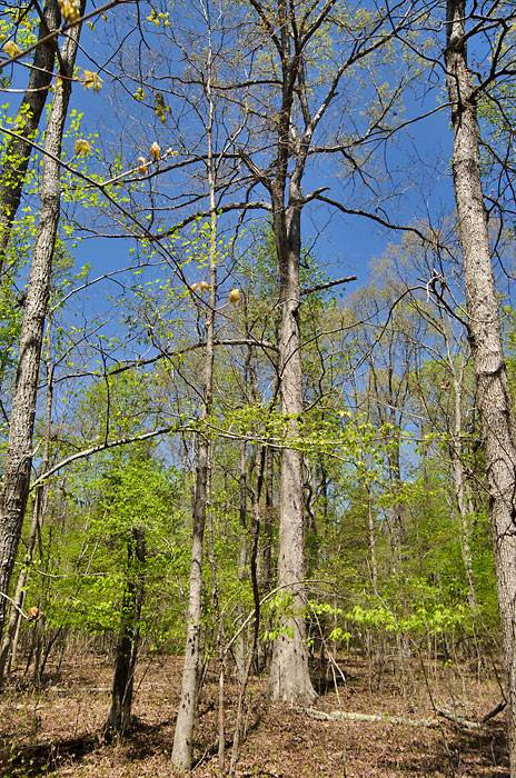 Chambers Road Rougemont, NC 27572 - Photo 3 of 7 Photo 3