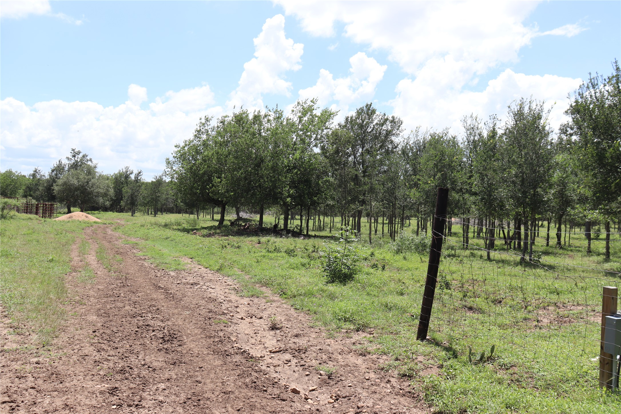 1220 Brushy Branch Road Lockhart, TX 78644 - Photo 6 of 14 A verdant, open lot with mature trees offers expansive natural beauty and rural tranquility.