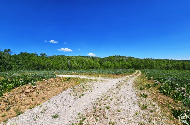 Middle Fork Huntsville, UT 84317 - Photo 2 of 26 View of dirt / gravel road with a wooded view