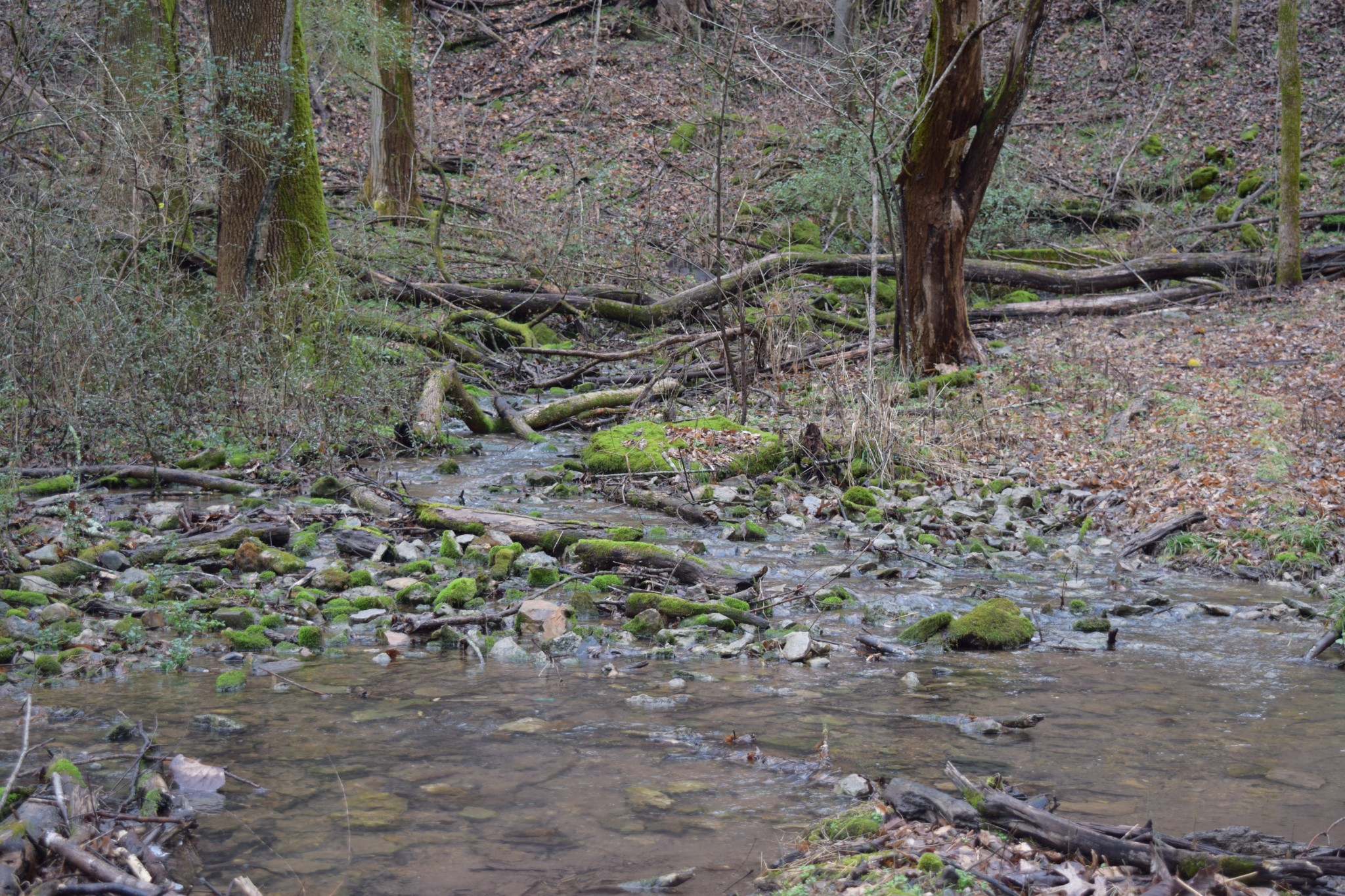 5911 Garrison Road Franklin, TN 37064 - Photo 11 of 15 a view of a forest filled with trees