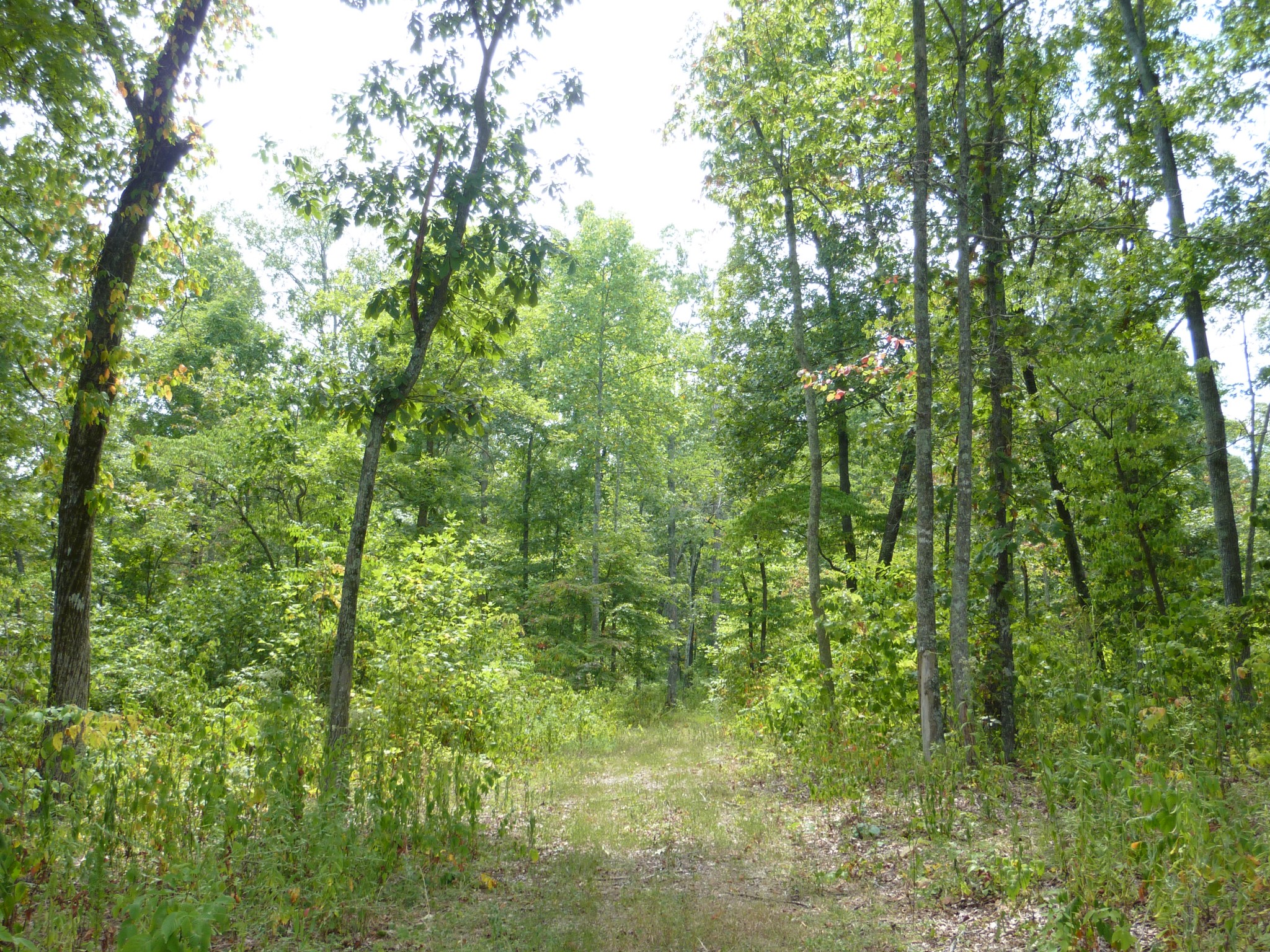 5911 Garrison Road Franklin, TN 37064 - Photo 12 of 15 a view of a yard