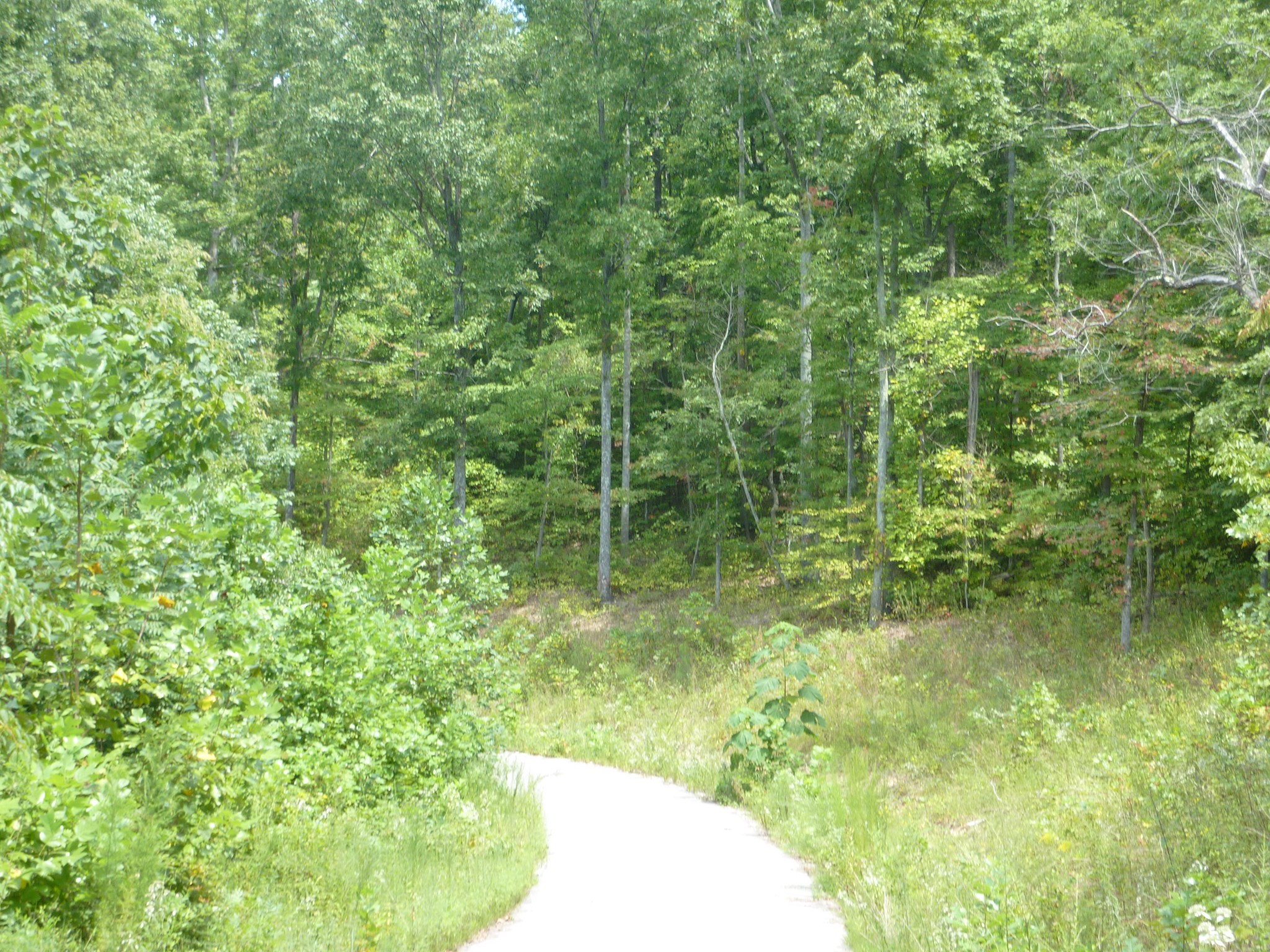 5911 Garrison Road Franklin, TN 37064 - Photo 13 of 15 a view of a garden