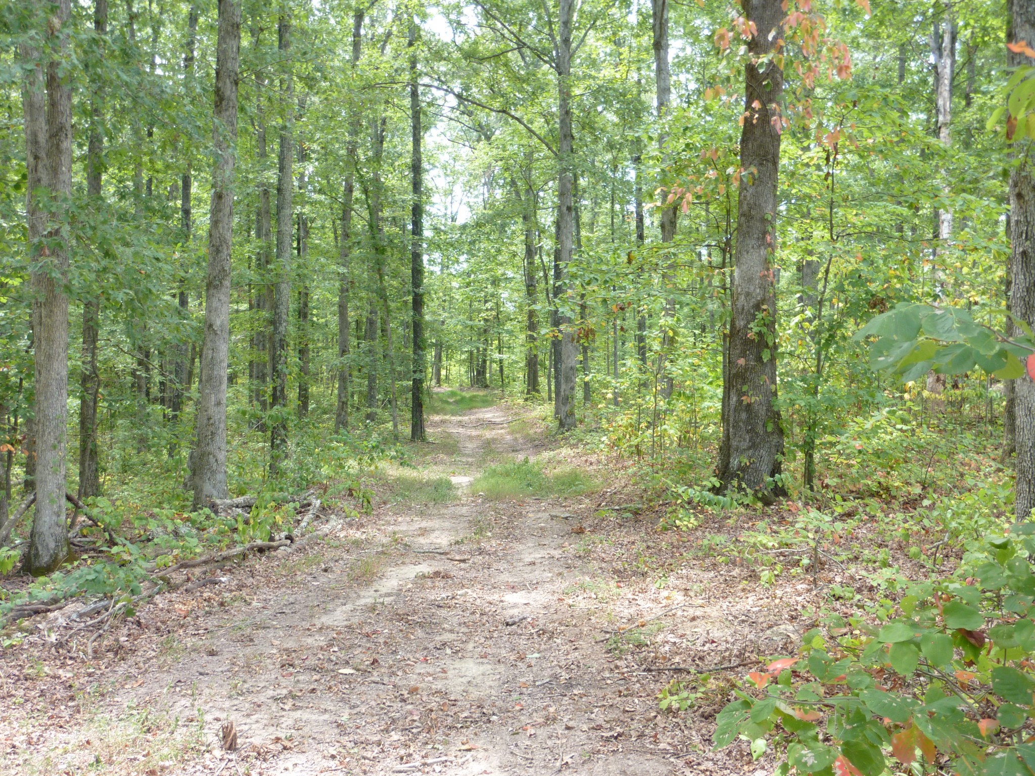 5911 Garrison Road Franklin, TN 37064 - Photo 14 of 15 a view of outdoor space and green space