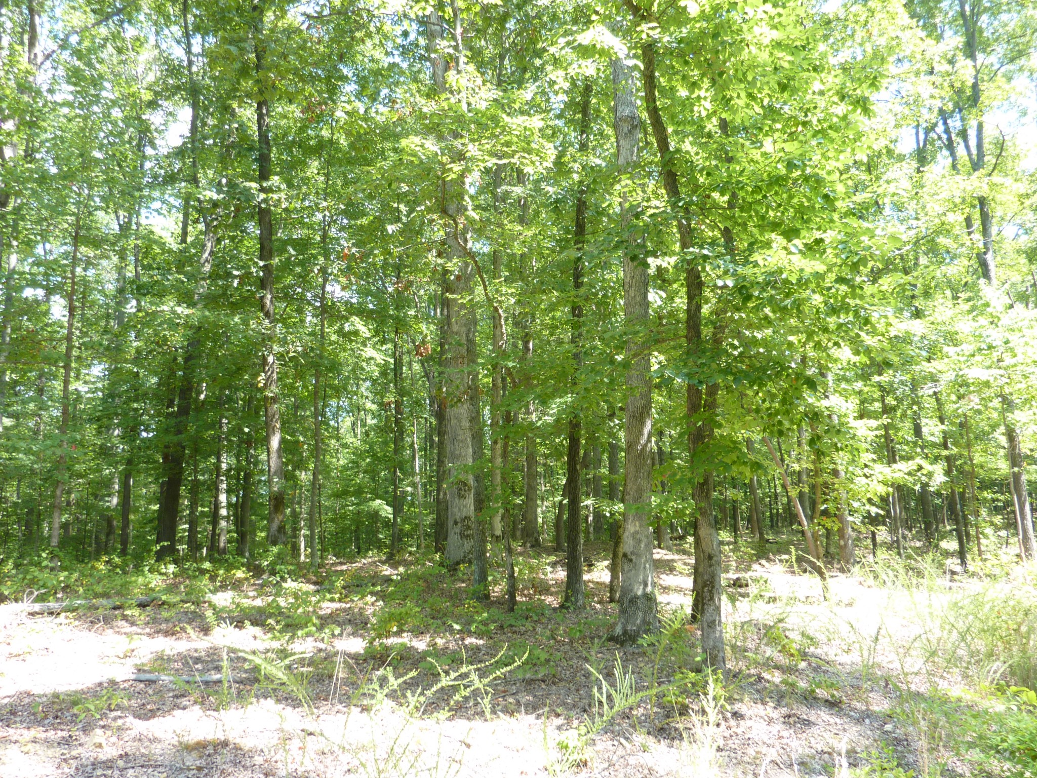 5911 Garrison Road Franklin, TN 37064 - Photo 15 of 15 a view of yard