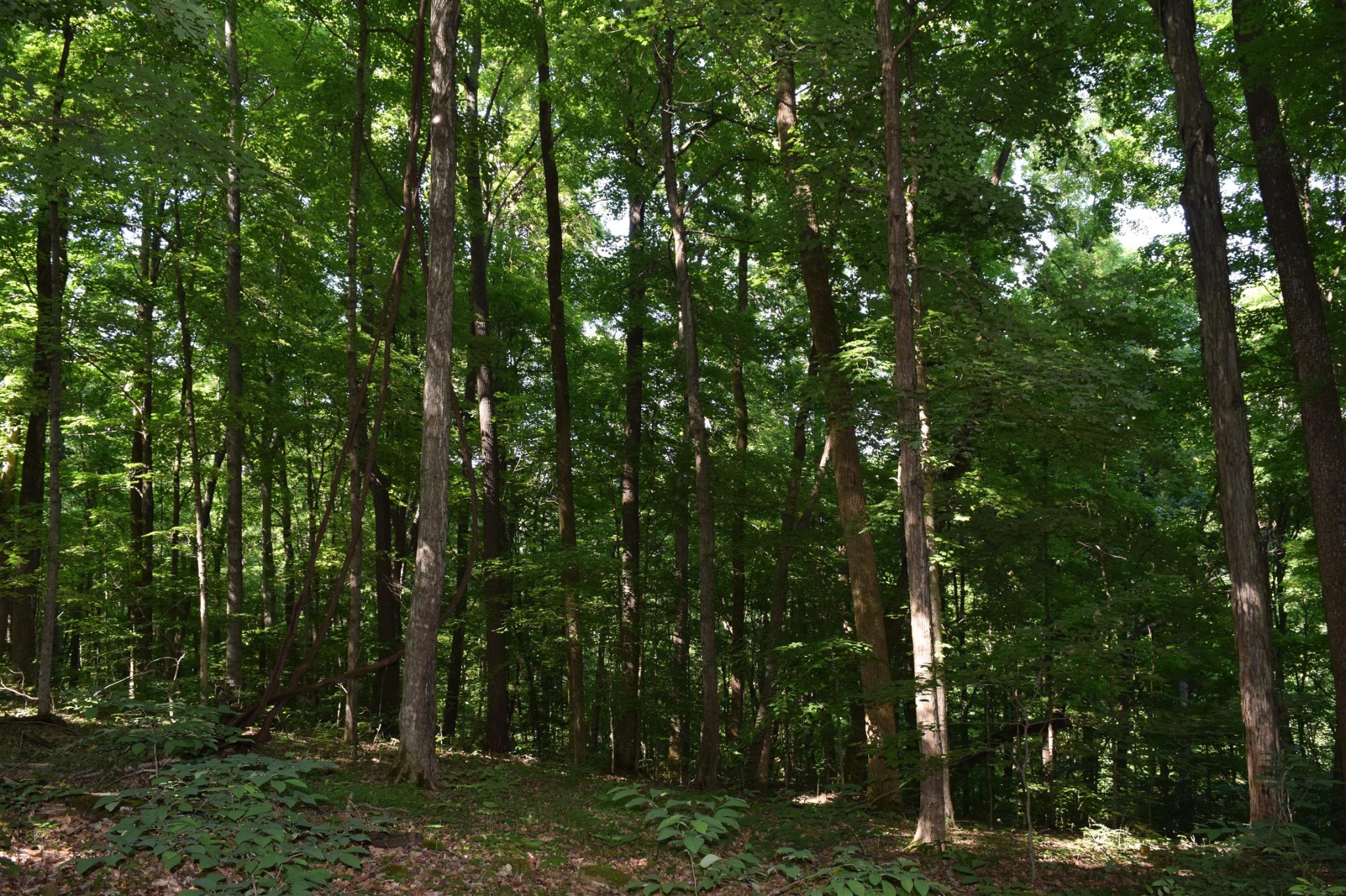 5911 Garrison Road Franklin, TN 37064 - Photo 7 of 15 a view of forest