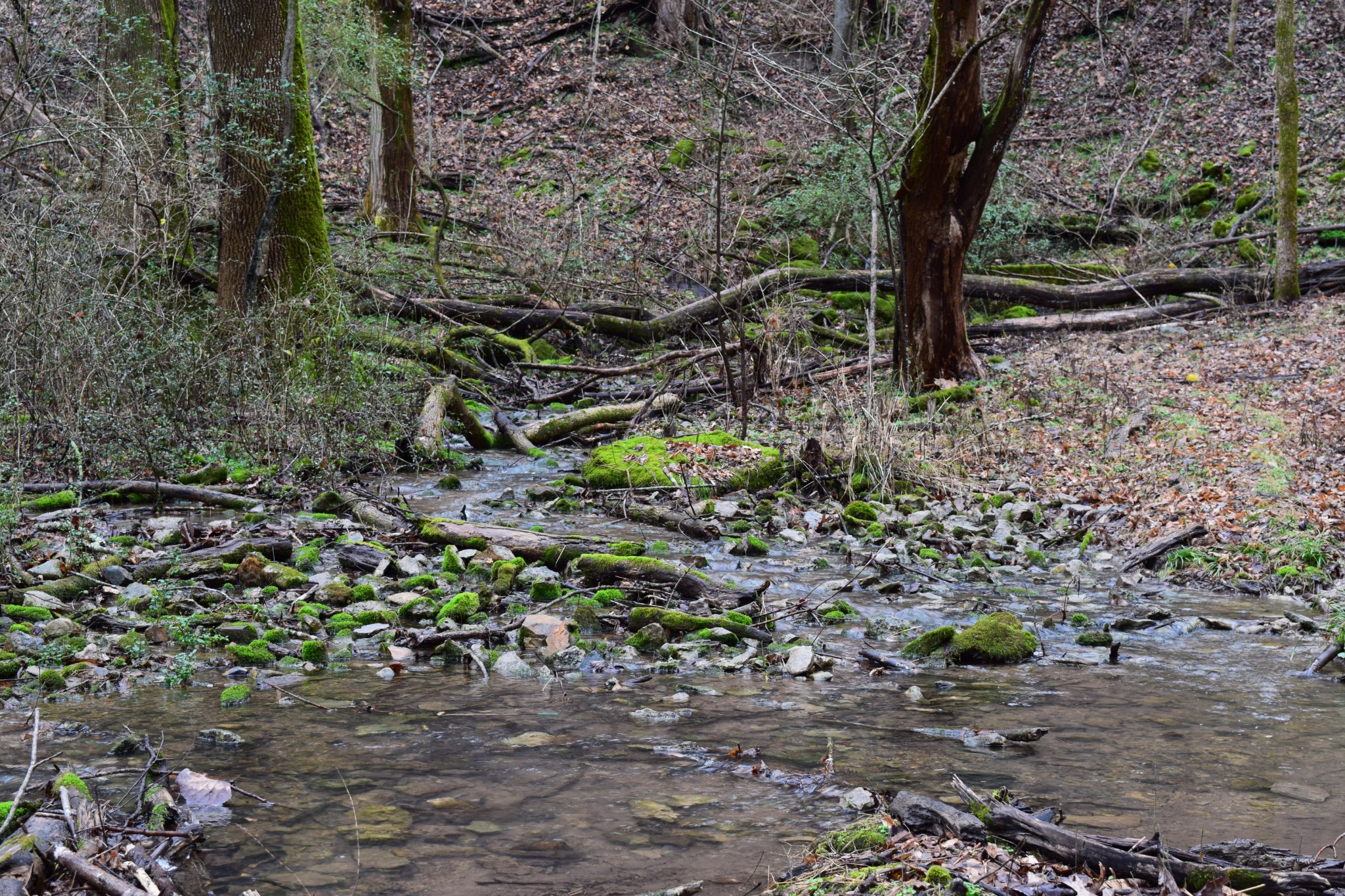5911 Garrison Road Franklin, TN 37064 - Photo 10 of 15 a view of a forest filled with trees