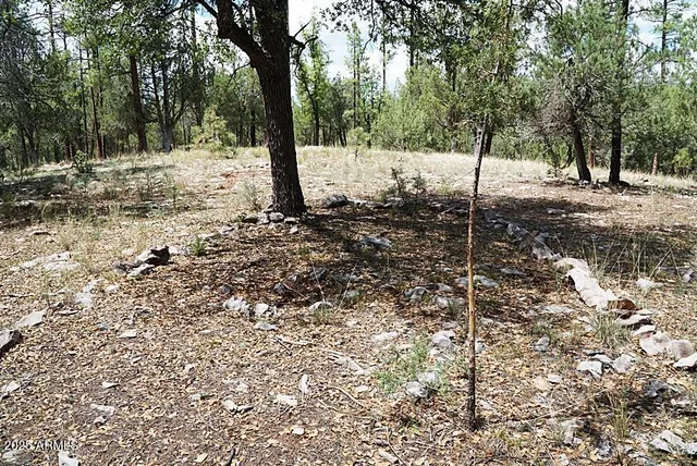 a view of a tree with a yard