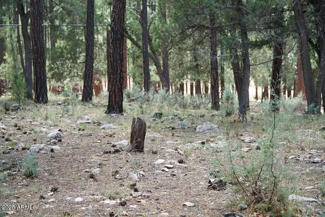 a view of a forest filled with trees