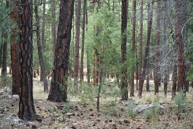 a view of outdoor space with lots of trees