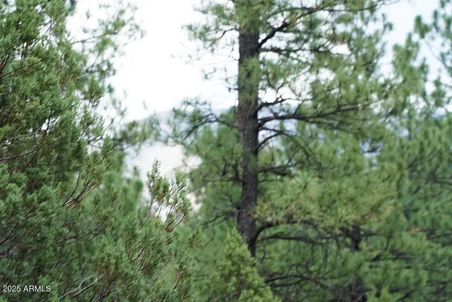 a view of a tree in a yard