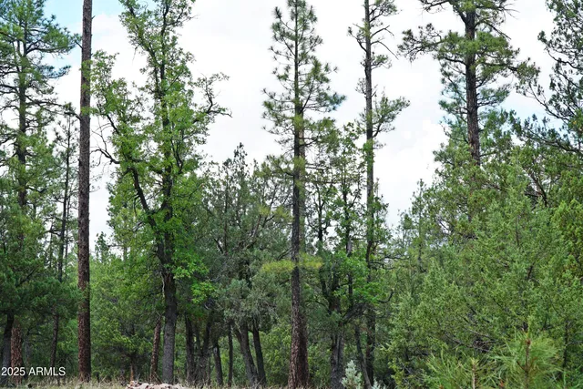 a view of a forest with trees