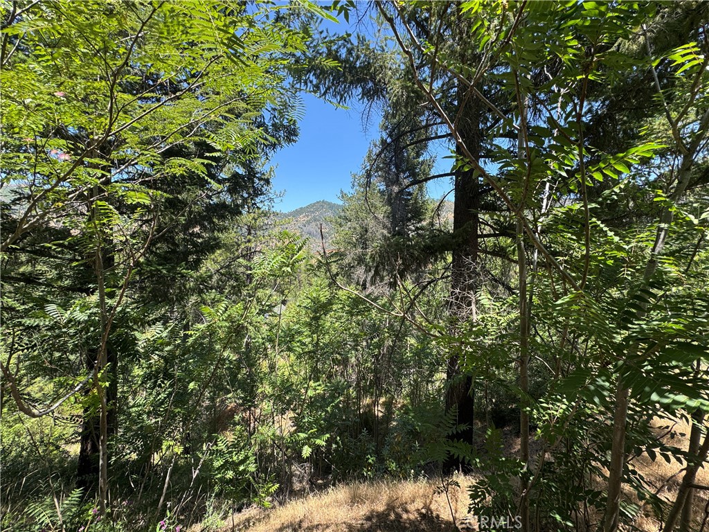 80 Rasmusen Lane Junction City, CA 96048 - Photo 24 of 67 a view of a tree in a forest