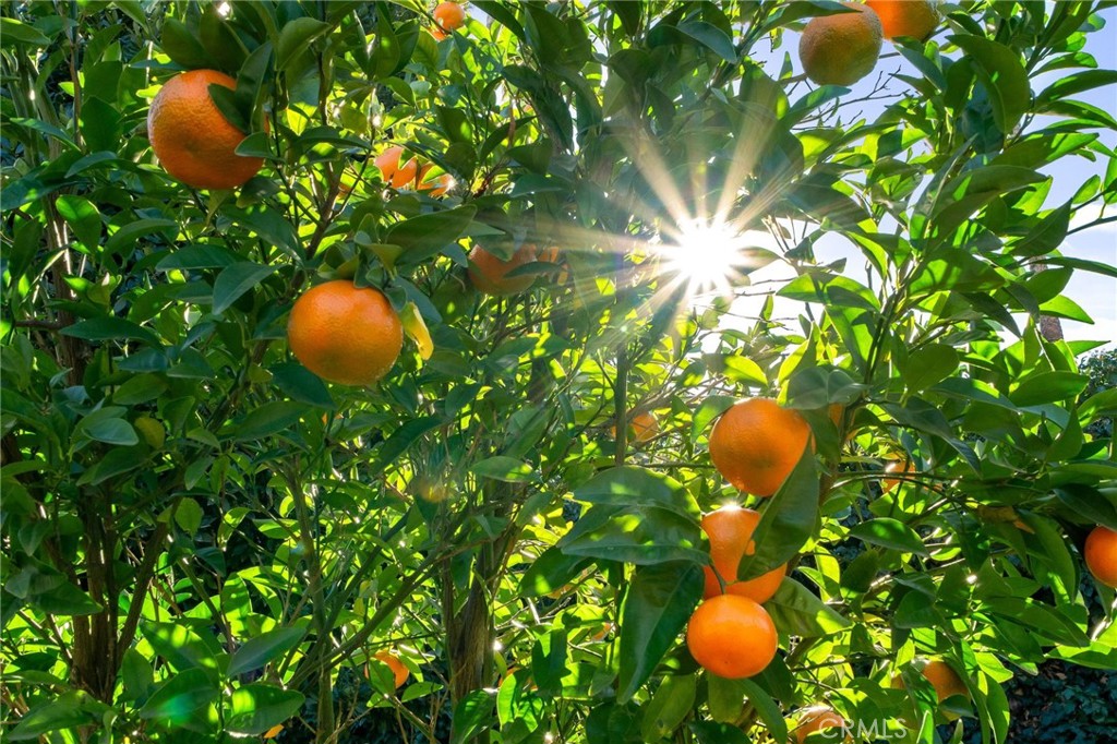 1400 Elizabeth Street Redlands, CA 92373 - Photo 41 of 50 Variety of Fruit Trees!