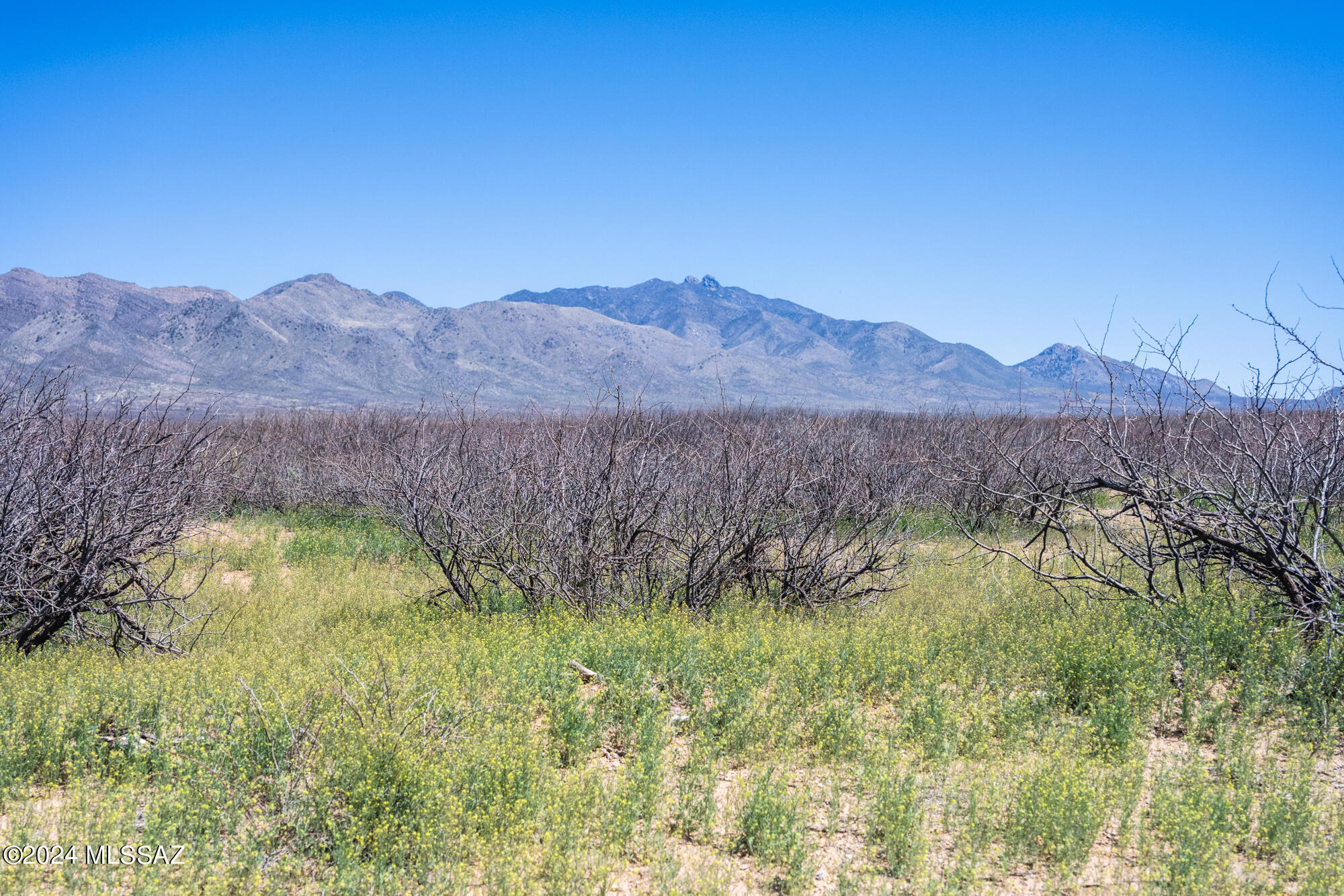 40-acres South Martin Ranch Road Willcox, AZ 85643 - Photo 1 of 29