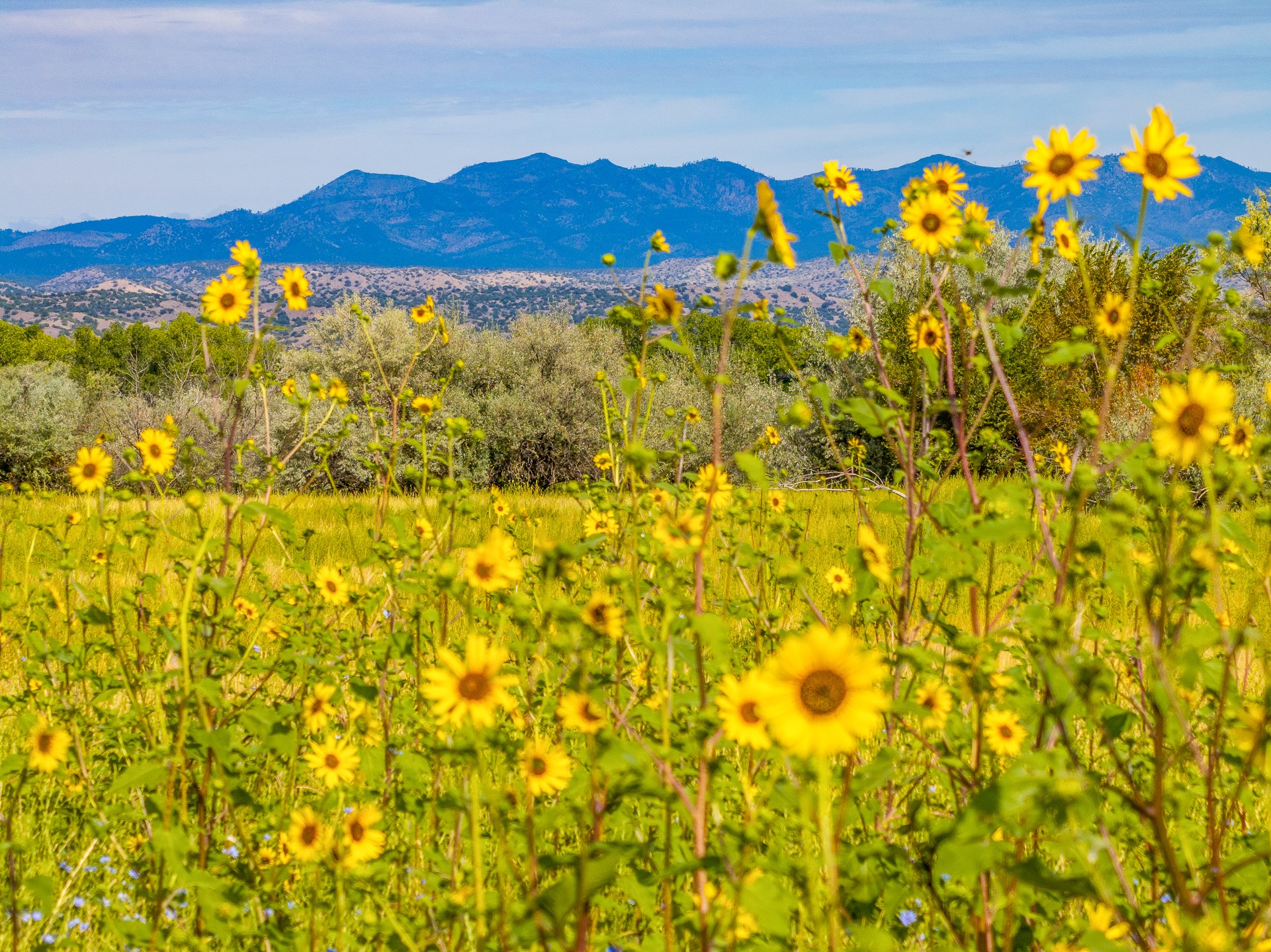 12 Sparkling Moolah Road Pena Blanca, NM 87041 - Photo 13 of 24