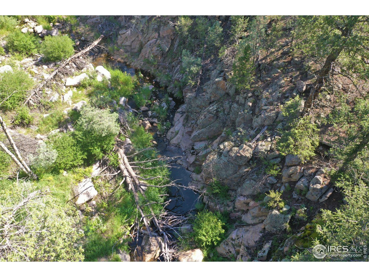 9648 Highway 36 Lyons, CO 80540 - Photo 30 of 31 a picture of tree