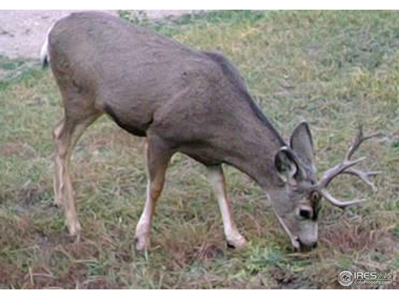 9648 Highway 36 Lyons, CO 80540 - Photo 5 of 31 a view of a wooden fence and floor