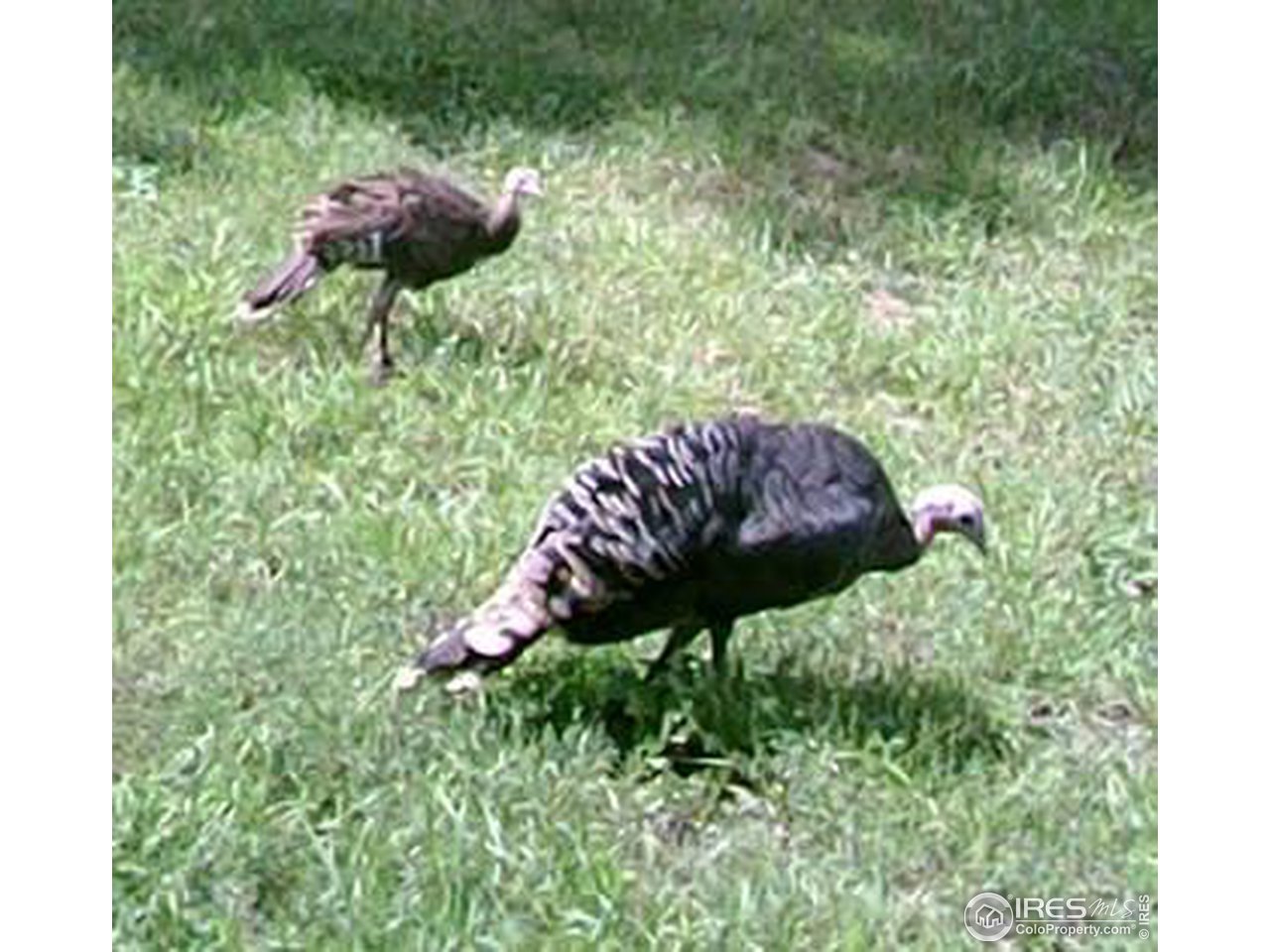 9648 Highway 36 Lyons, CO 80540 - Photo 6 of 31 a view of a garden