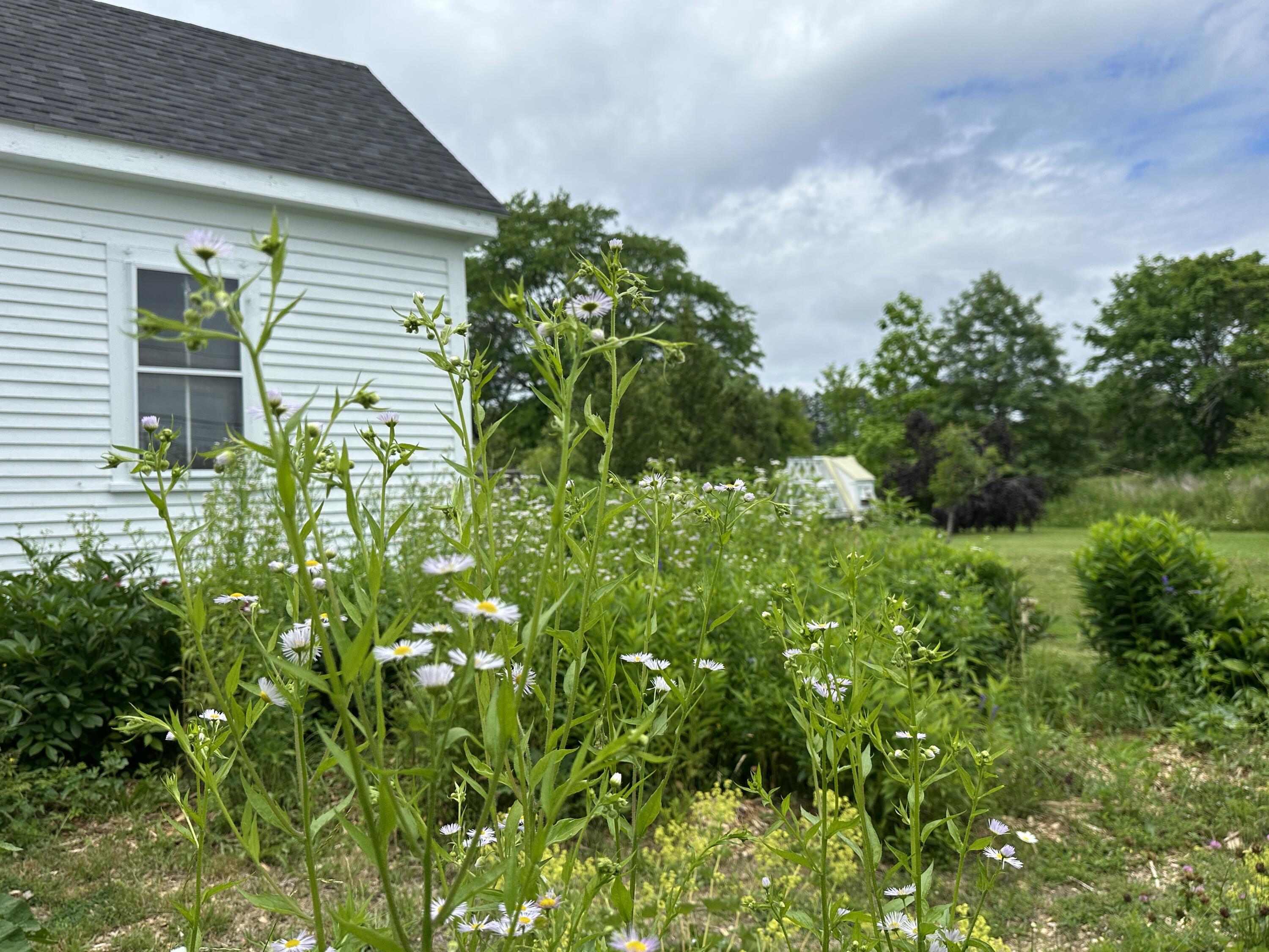 441 Main Street Thomaston, ME 04861 - Photo 76 of 103 More Daisies