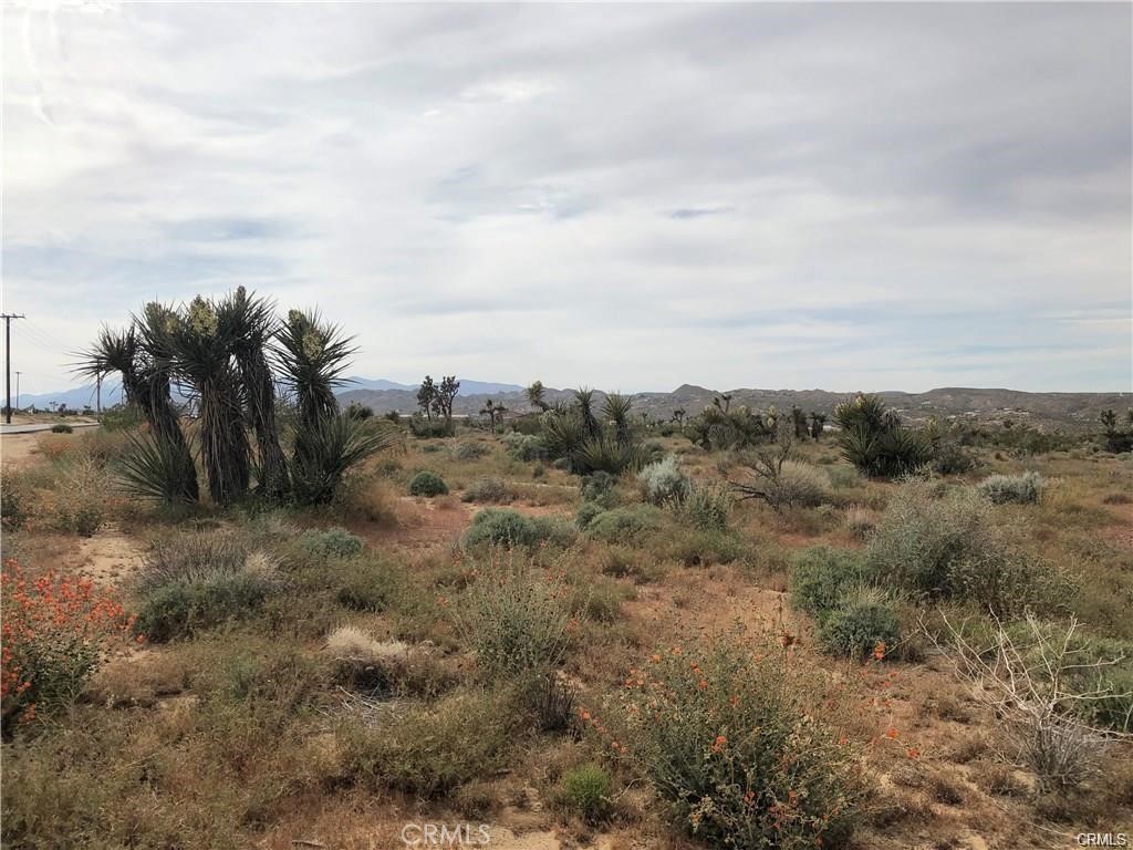 6650 La Contenta Road Yucca Valley, CA 92284 - Photo 3 of 7 a view of a dry yard with trees