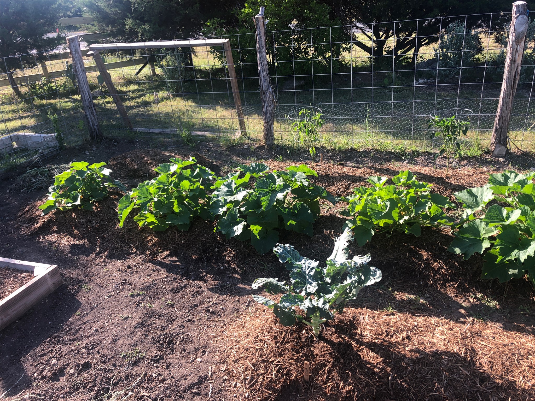 255 Glasscock Road Liberty Hill, TX 78642 - Photo 36 of 39 View of yard with a garden last spring