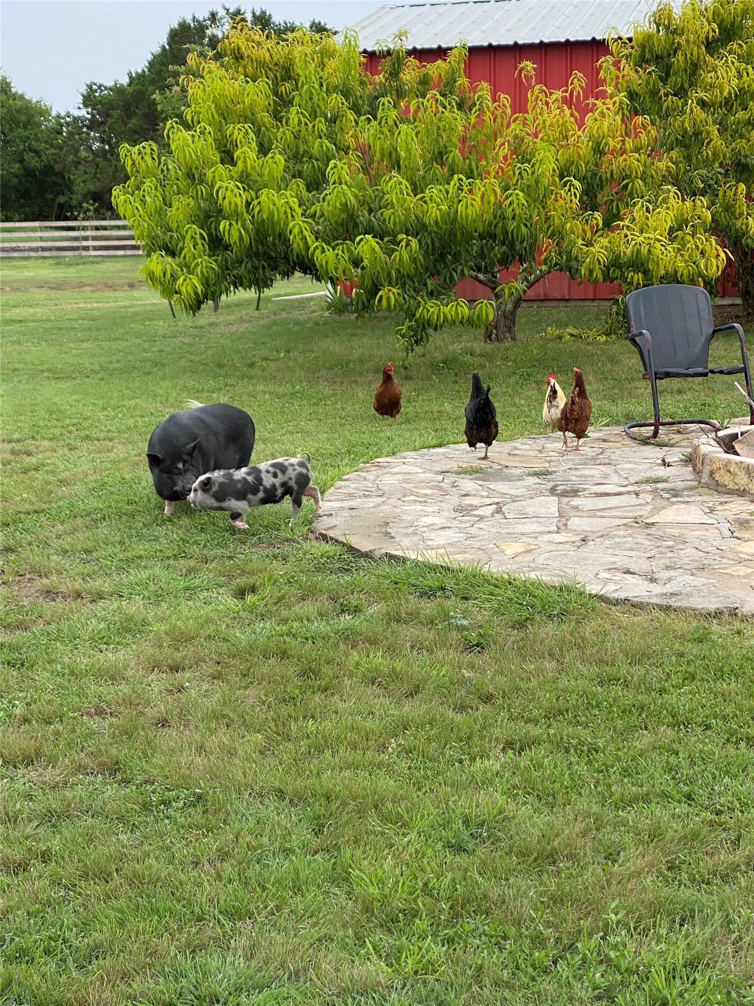 255 Glasscock Road Liberty Hill, TX 78642 - Photo 38 of 39 Pig (can convey)