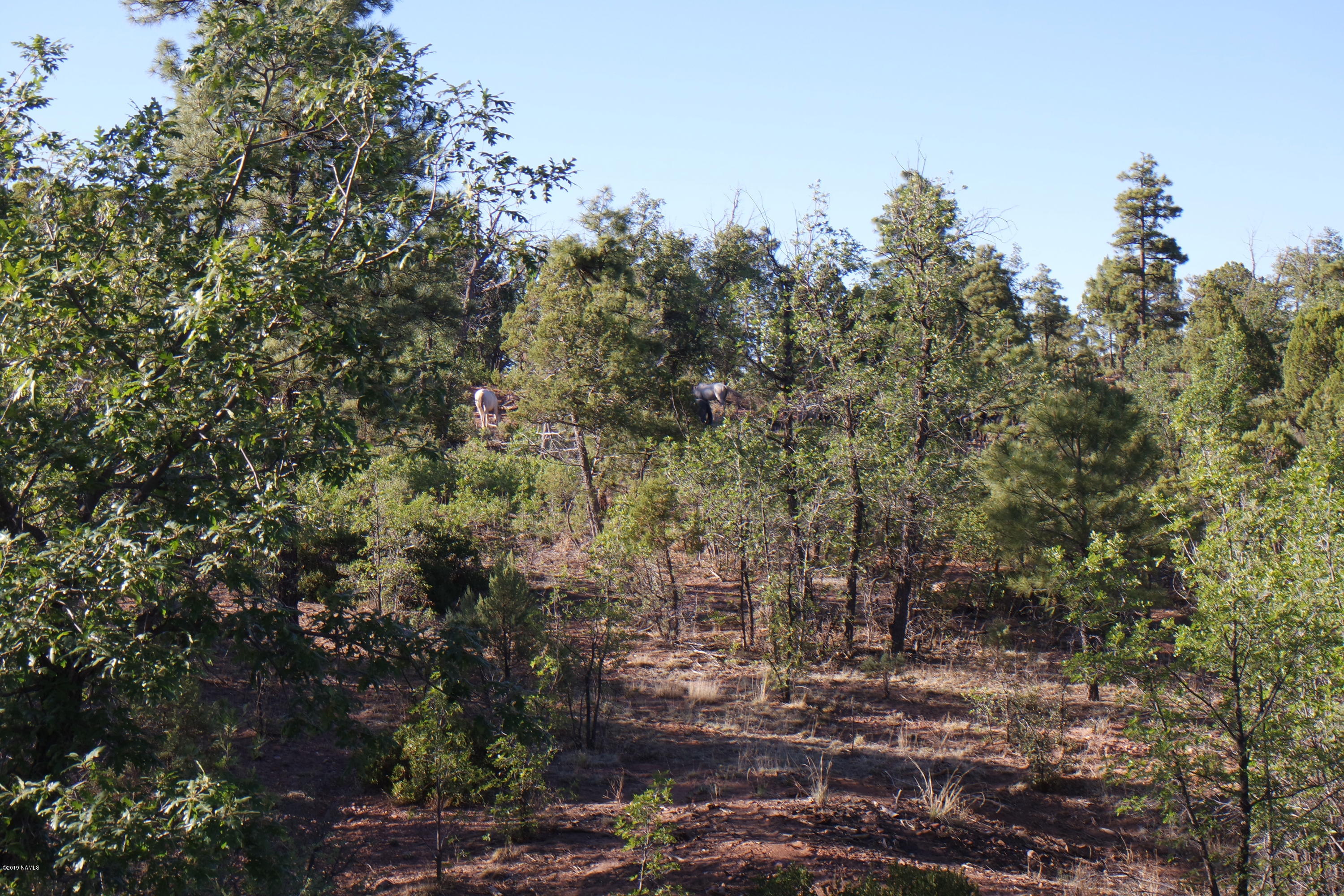 5977 Rim Road Lakeside, AZ 85929 - Photo 6 of 7 Stock Photo