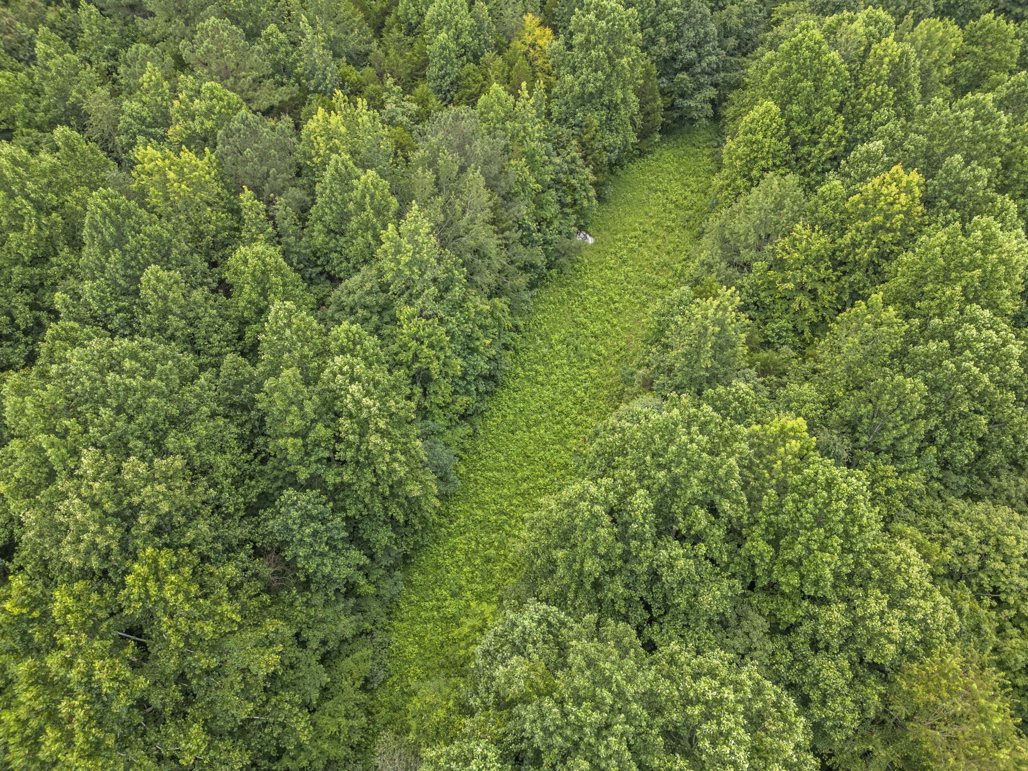1068 Carl Perry Road Joelton, TN 37080 - Photo 54 of 58 a view of a lush green forest