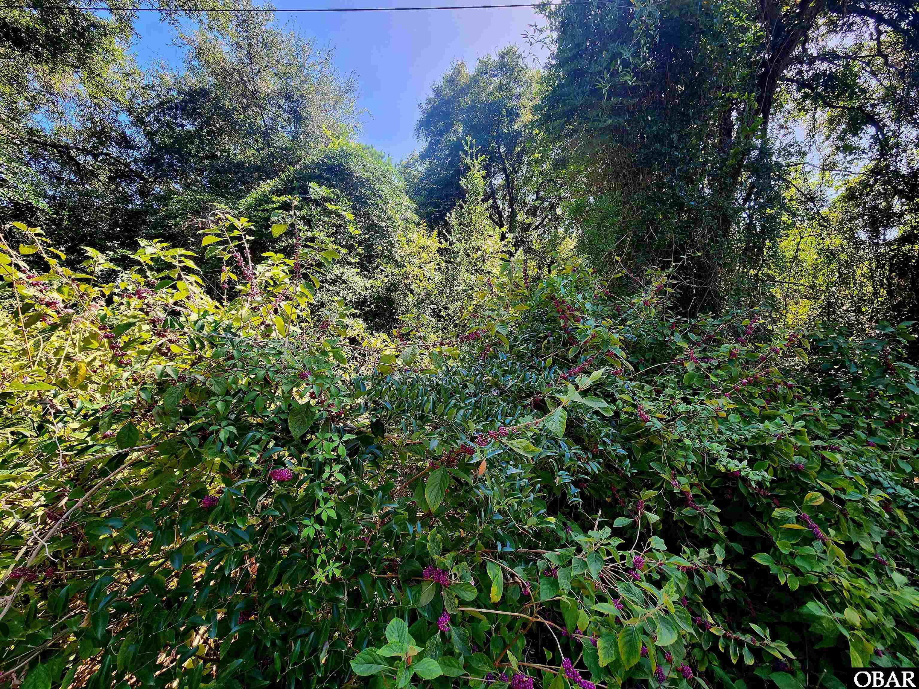 50265 Timber Trail Frisco, NC 27920 - Photo 6 of 6