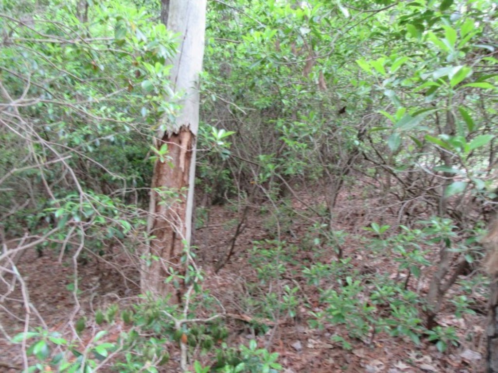 343 Gauley Falls Road Pickens, SC 29671 - Photo 3 of 20