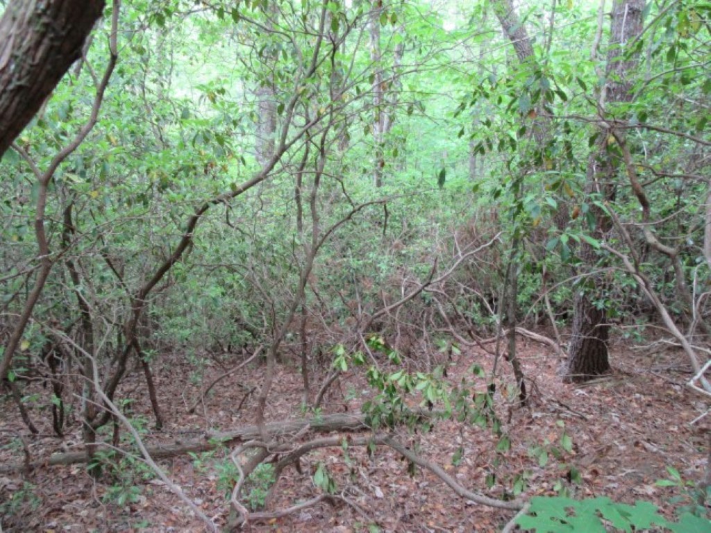 343 Gauley Falls Road Pickens, SC 29671 - Photo 4 of 20