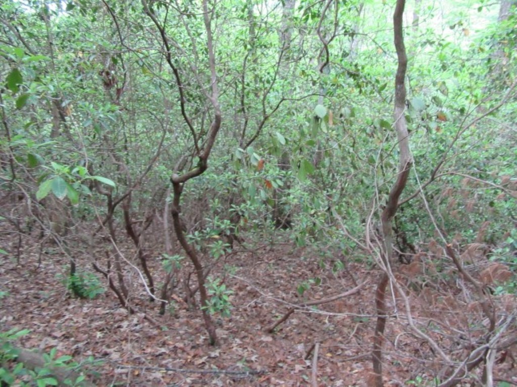 343 Gauley Falls Road Pickens, SC 29671 - Photo 5 of 20